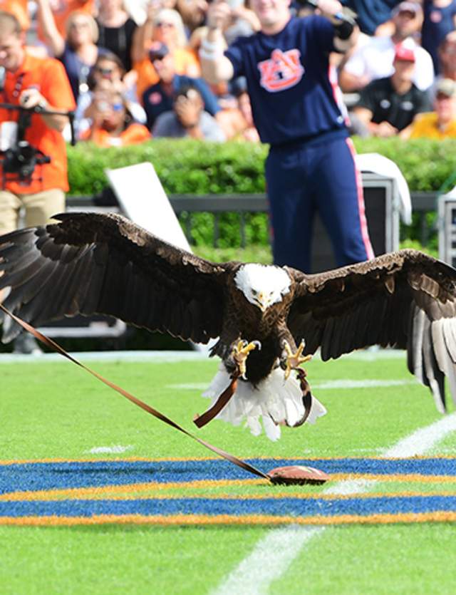 Eagle Flight