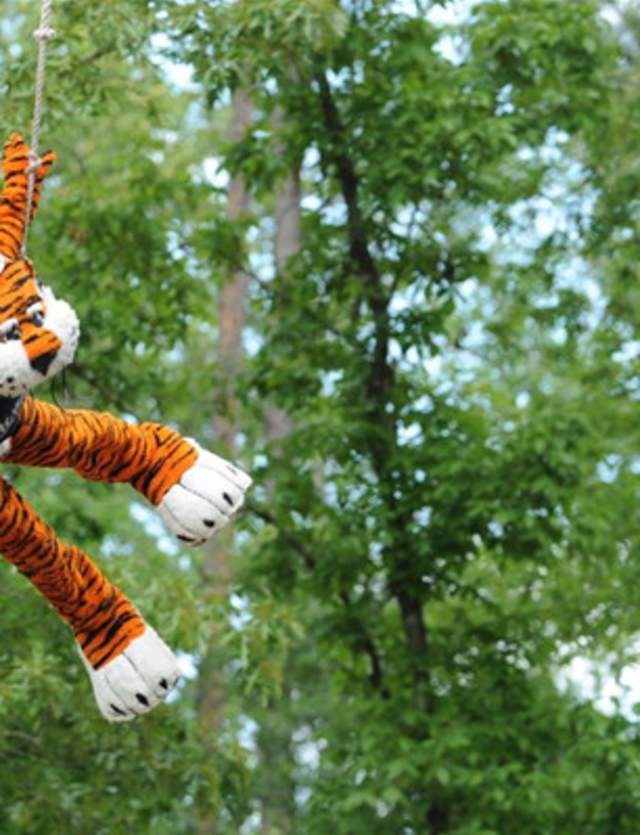 Aubie ziplining