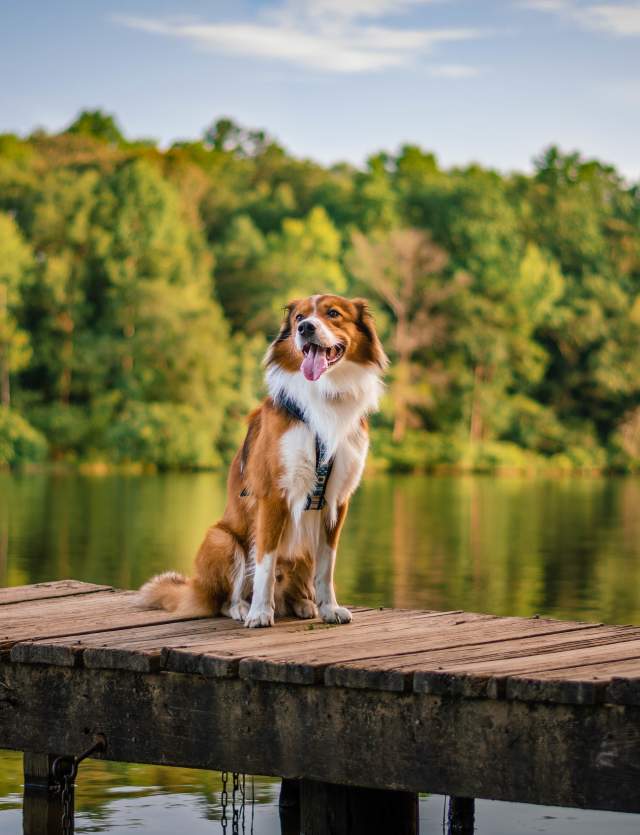 Dog on the Chewacla Pier