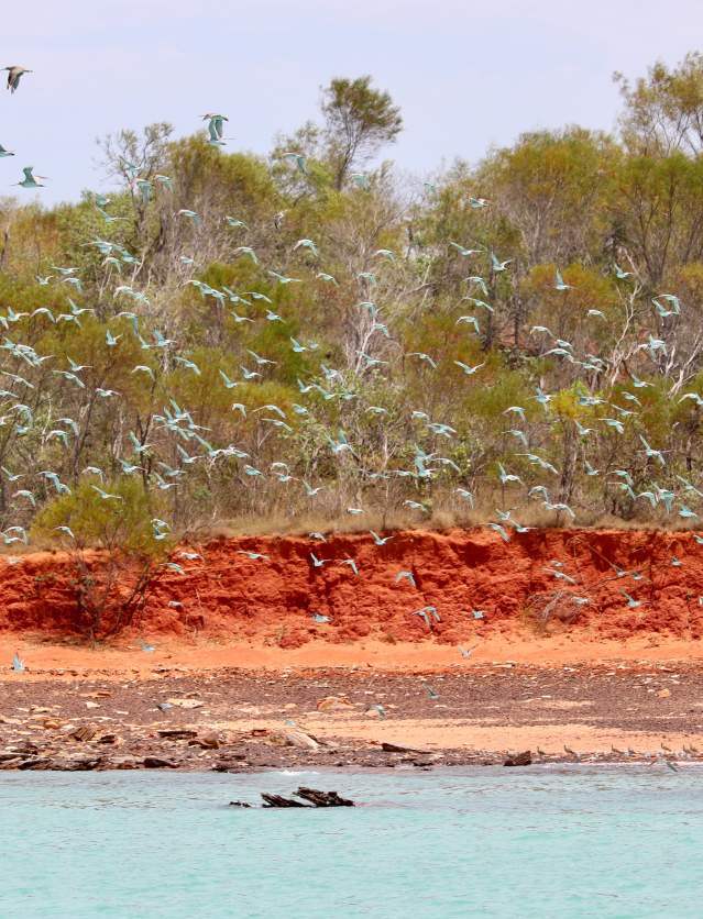 Birds in flight at the shoreline in Roebuck Bay Broome