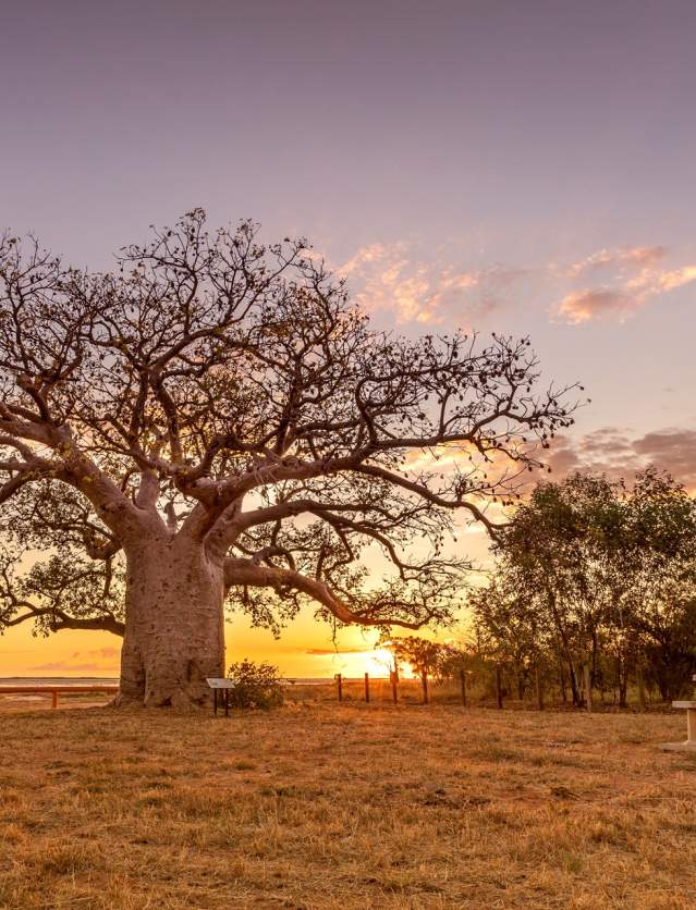 The Dinner Boab Tree in Derby, situated on the muflats. The sun is setting in the distances, with beautiful gold and red blue colours in the sky.