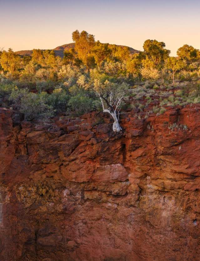 A ghost gum tree clinging to the side of a cliff in Karijini National Park