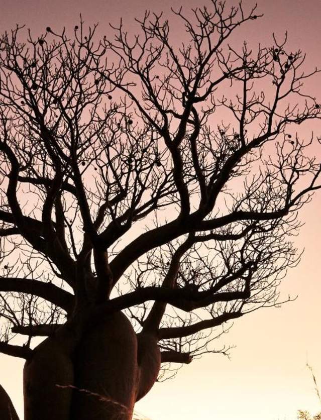 Boab Trees in the Kimberley