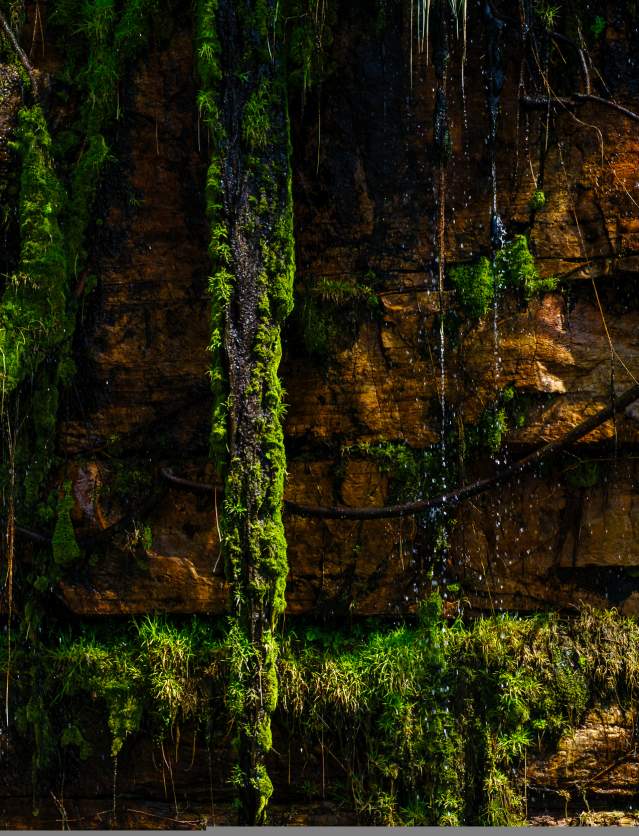 The image shows a cliff face, with water droplets flowing on the left side of the image and intensely coloured green plants contrasted against the brown rockface