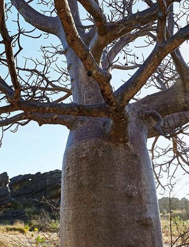 Taking a photo of a Boab in the Kimberley