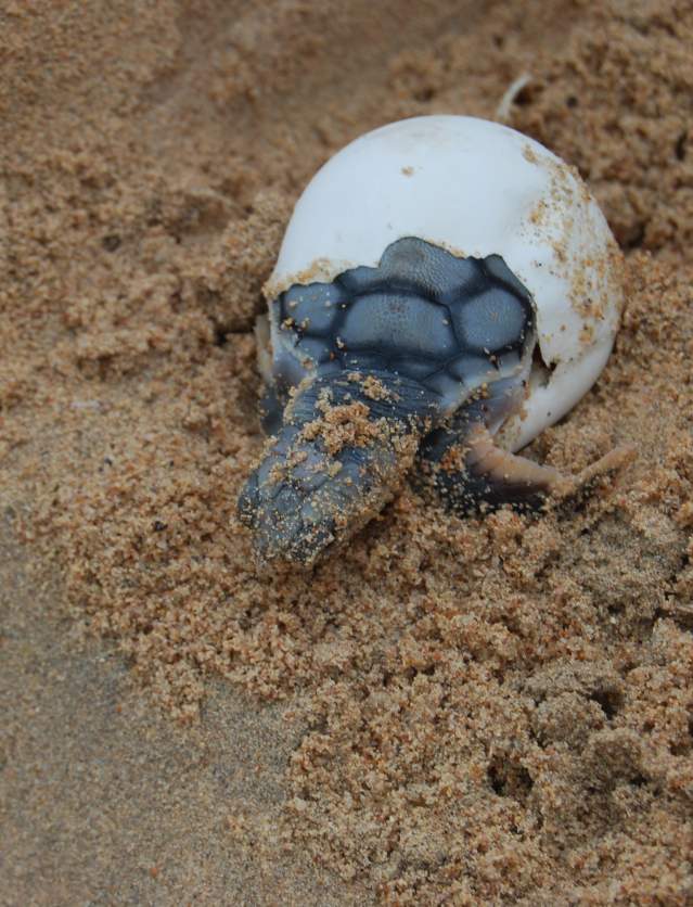 Turtle hatching from its shell at Eco Beach Wilderness Retreat Broome.