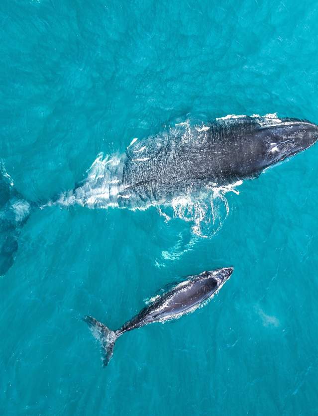 A Humpback Whale  mother and calf photographed from above on the Kimberley Coast, Western Australia
