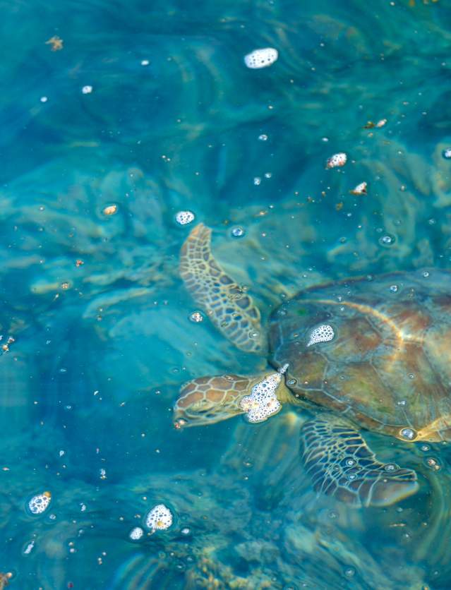 Turtle swimming in the water