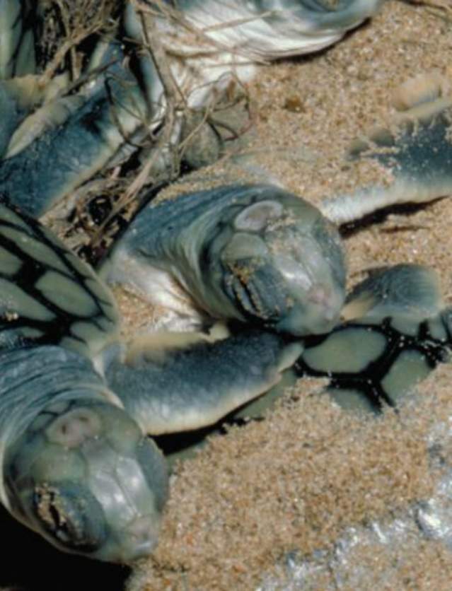 baby-turtles-emerge-from-their-nest-at-eco-beach