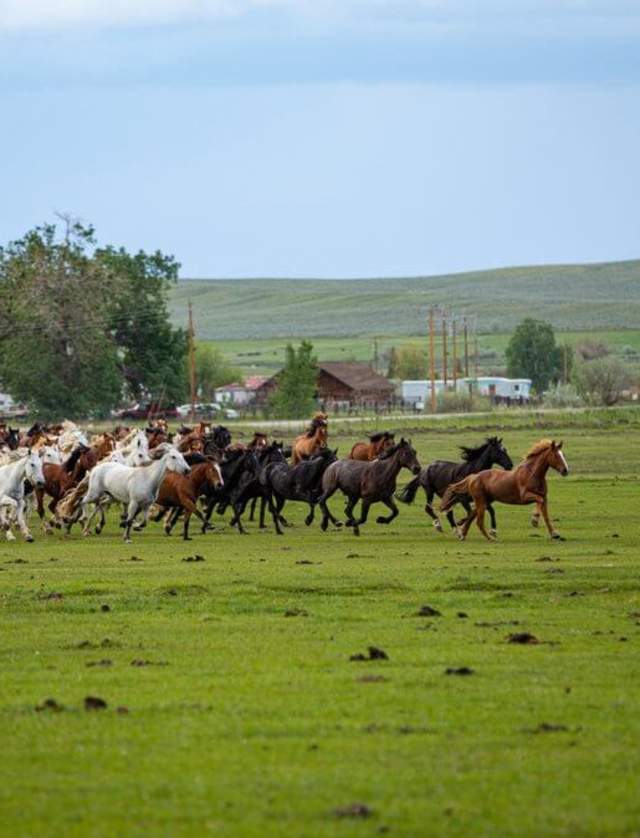 Wind River wild horse sanctuary