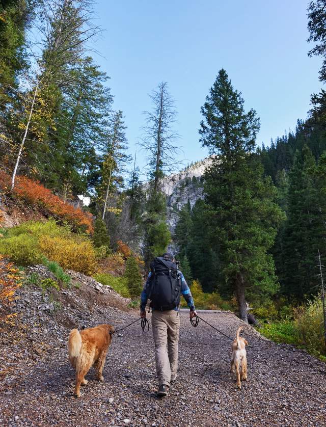 Best hikes with dogs