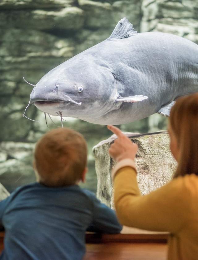 Cabela's aqaurium