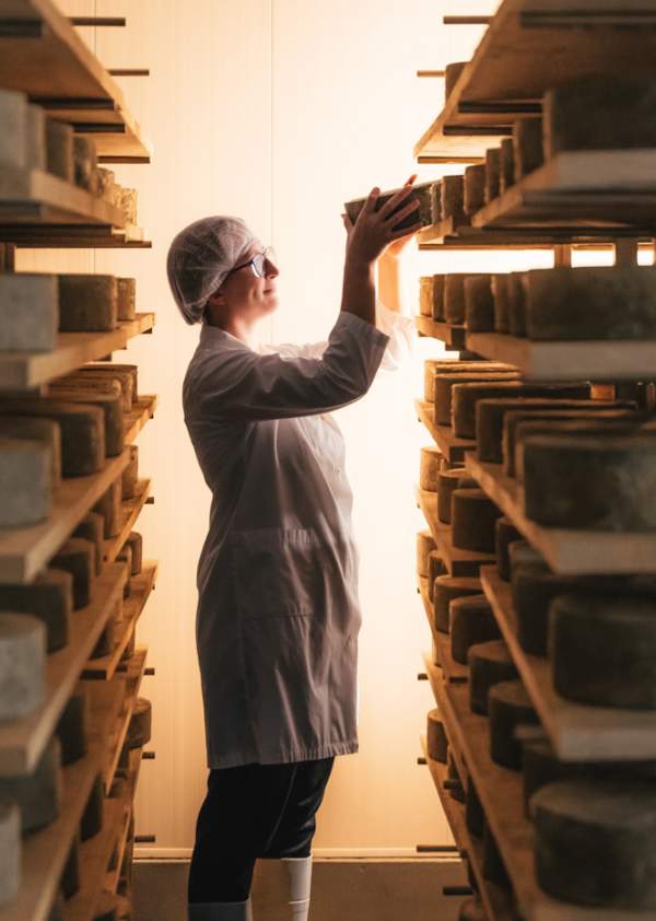 Cheesemaker in an aging room reaching for a cheese wheel