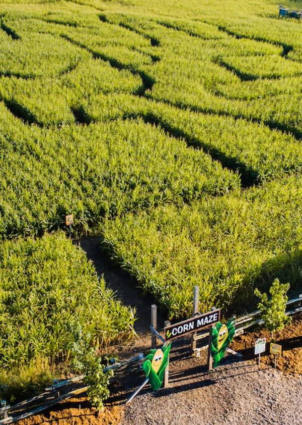 Snyder's Family Farm