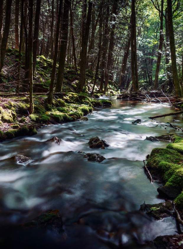 Picture of Flowing Creek through the woods at Bald Eagle State Forest