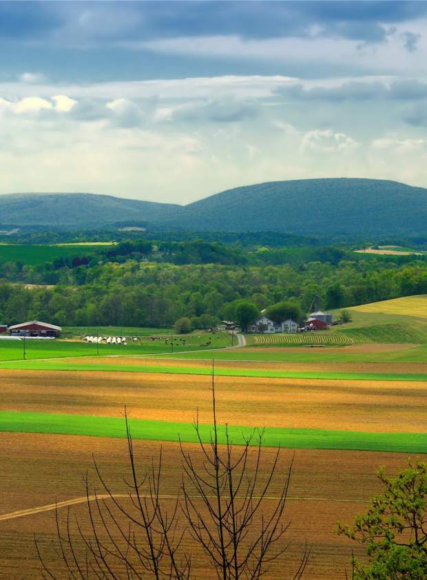 country fields farm