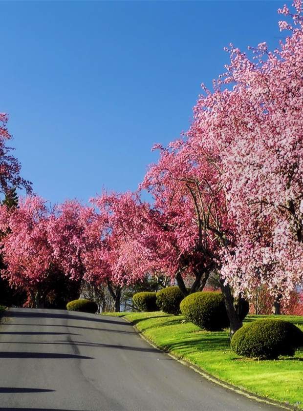 5 May Cherry Blossoms Milton Library Kalinowski