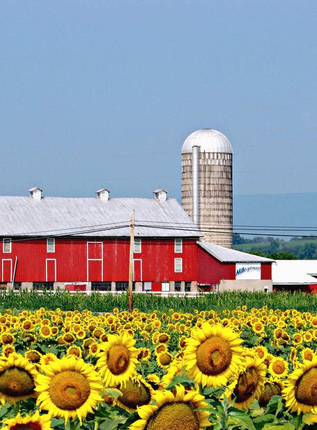 Union County Farm