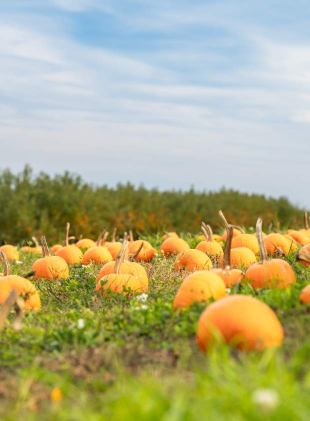 Fall at Northhill Orchard