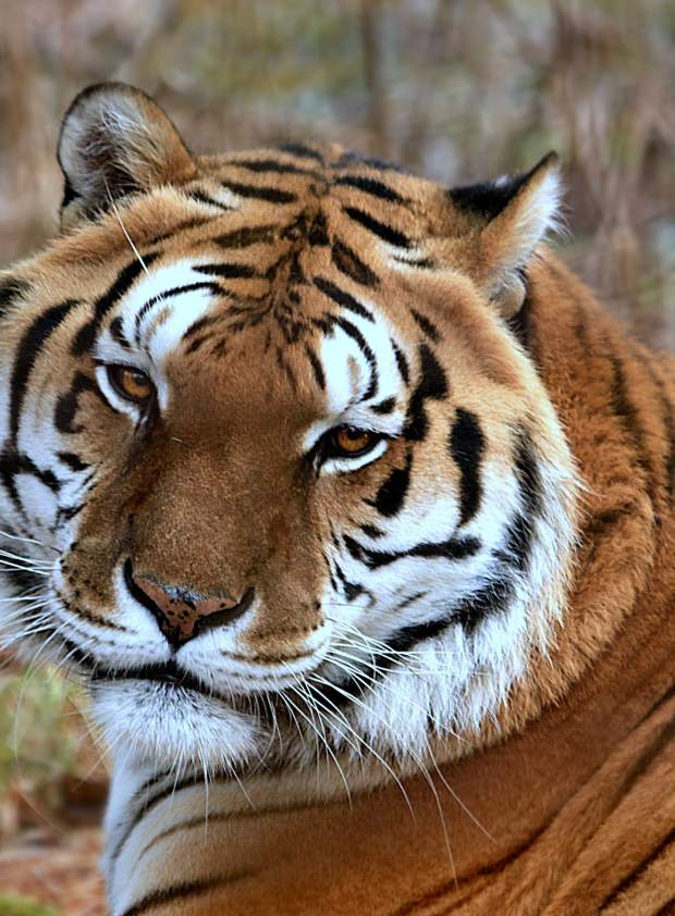 T & D's Cats of the World Tiger