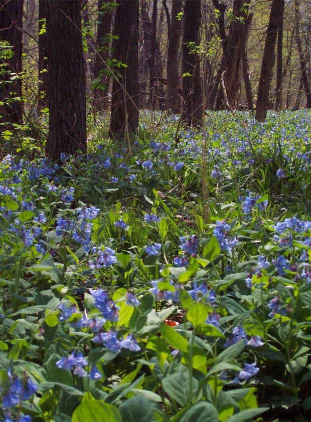 beautiful bluebells