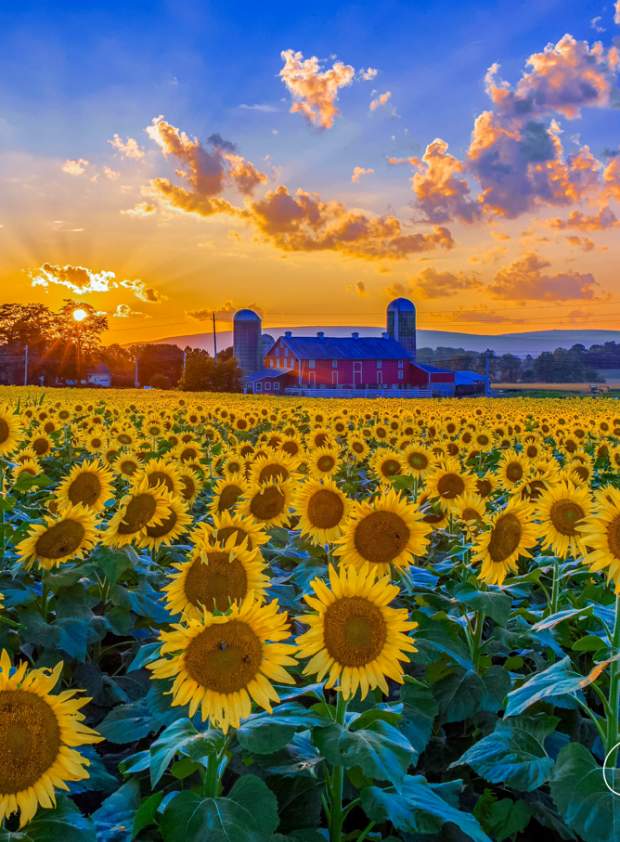 Mifflinburg Sunflower Field