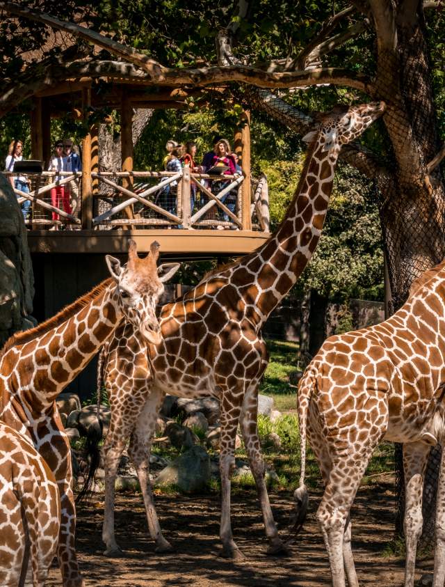 Omaha's Henry Doorly Zoo and Aquarium
