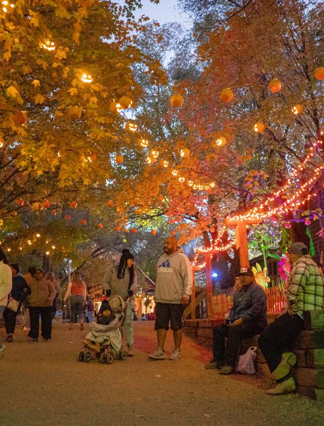 Vala's Pumpkin Patch