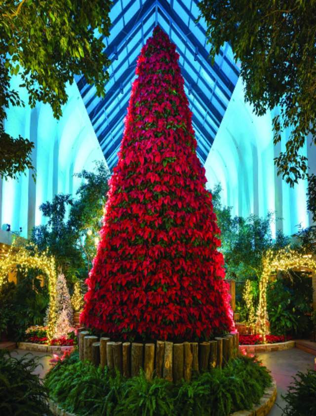 Merry & Bright: Holiday Poinsettia Show