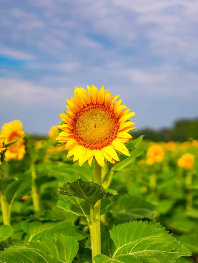 Where Summer Grows: York County Farms to Visit This June & July