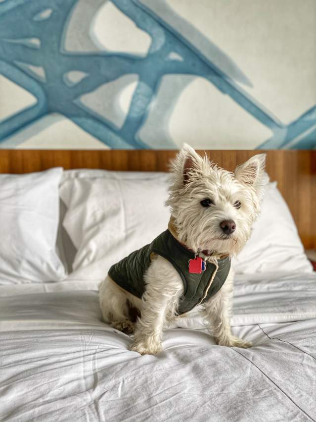 pet friendly hotel