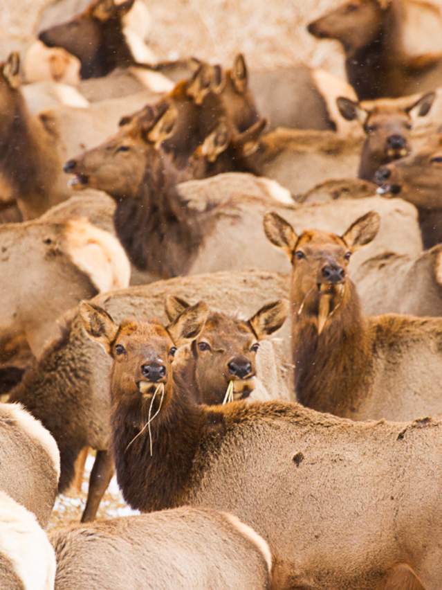Elk Herd