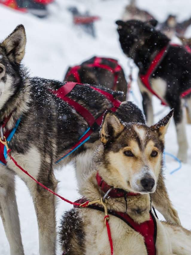 Dog Sledding dogs