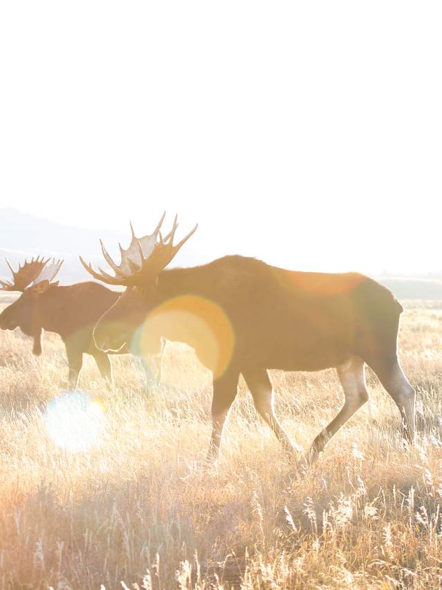 three bull moose