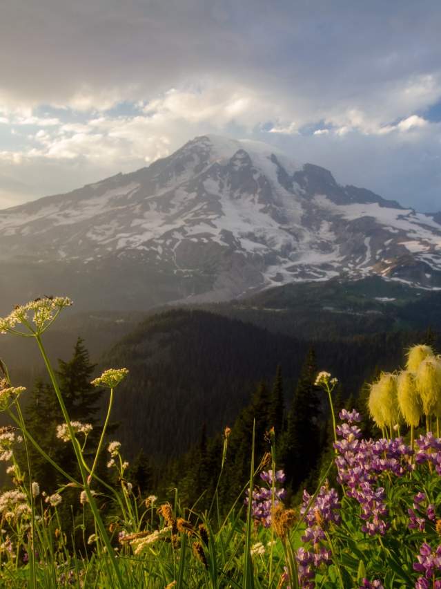 Wildflowers at Mount Rainier