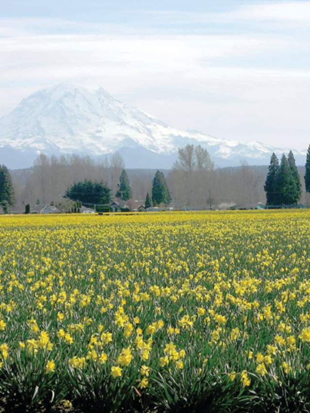 Puyallup Valley daffodils