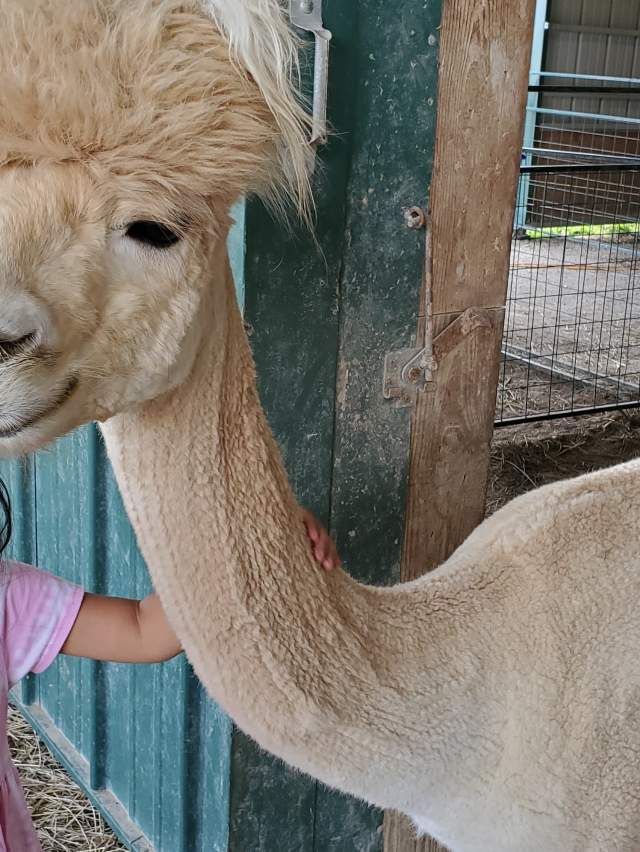 Manna Meadows Alpaca Farm