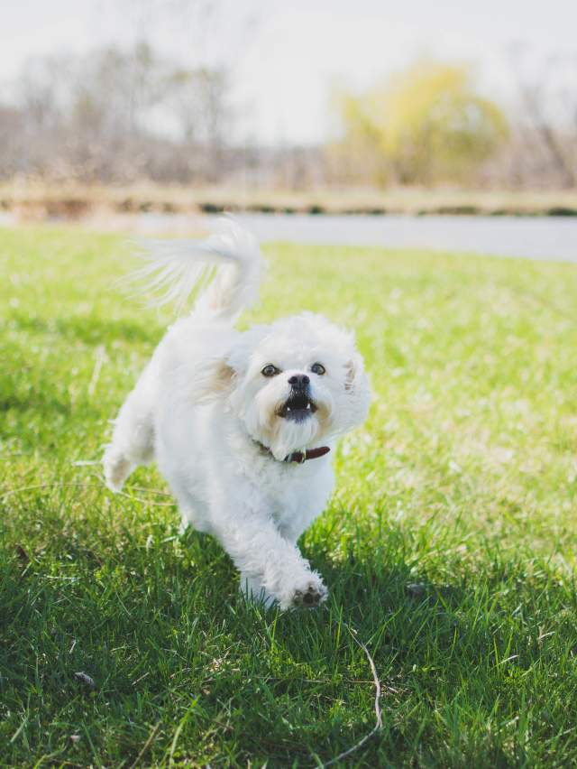 Cider the Orchard Dog