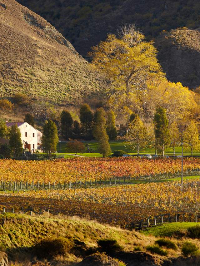 Wine in Gibbston, Queenstown