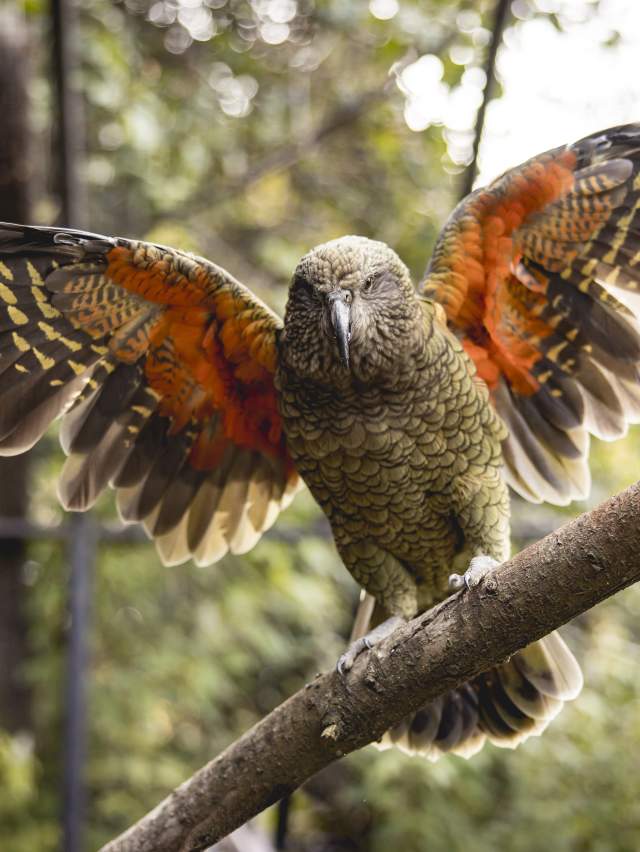 Kea at Kiwi Park Queenstown