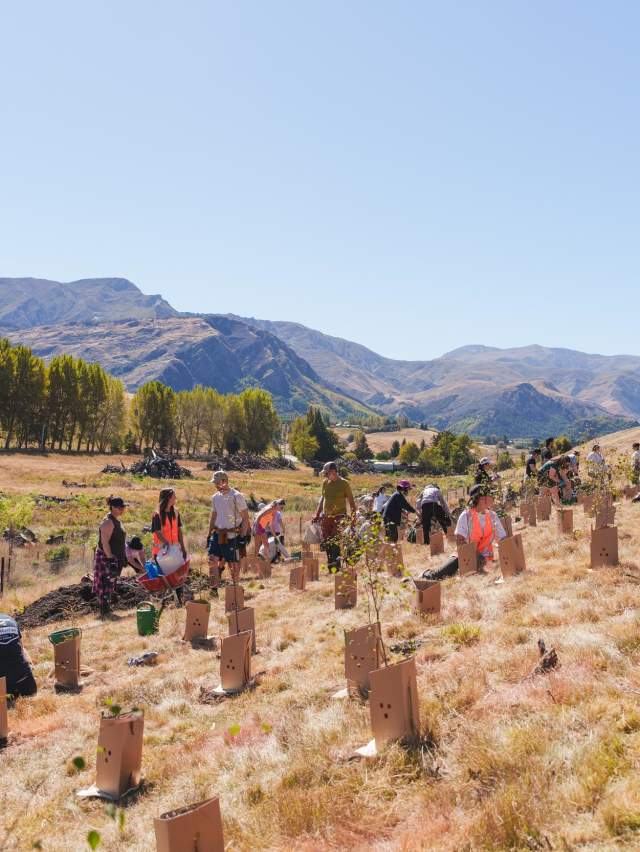 Planting Day with Love Queenstown at Slope Point, Lake Hayes. Sunny blue skies with mountains in background.