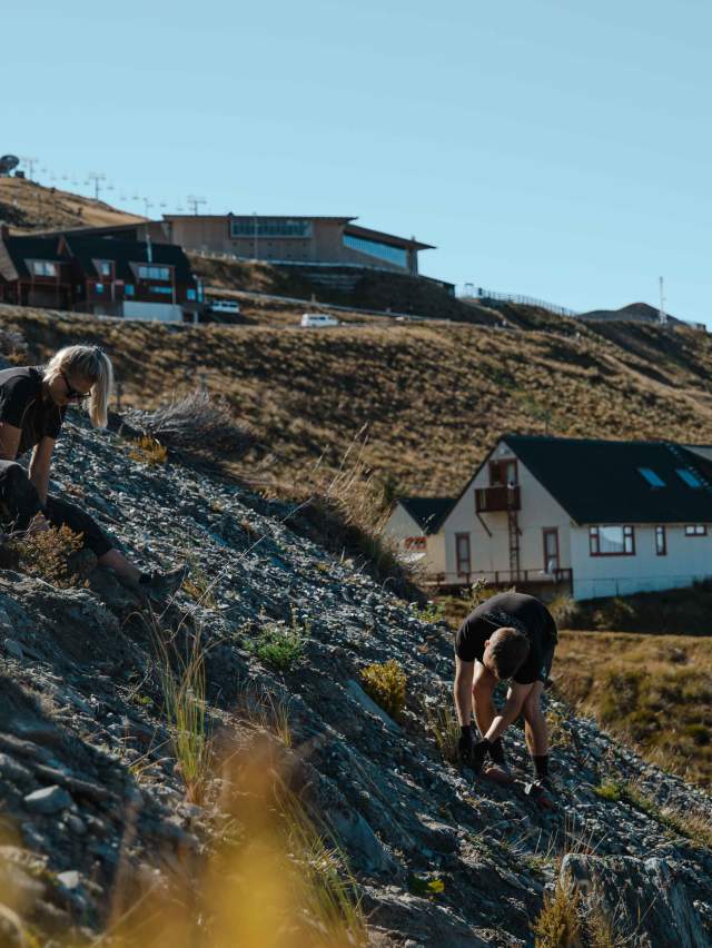 NZ SKI workers planting trees on Coronet Peak