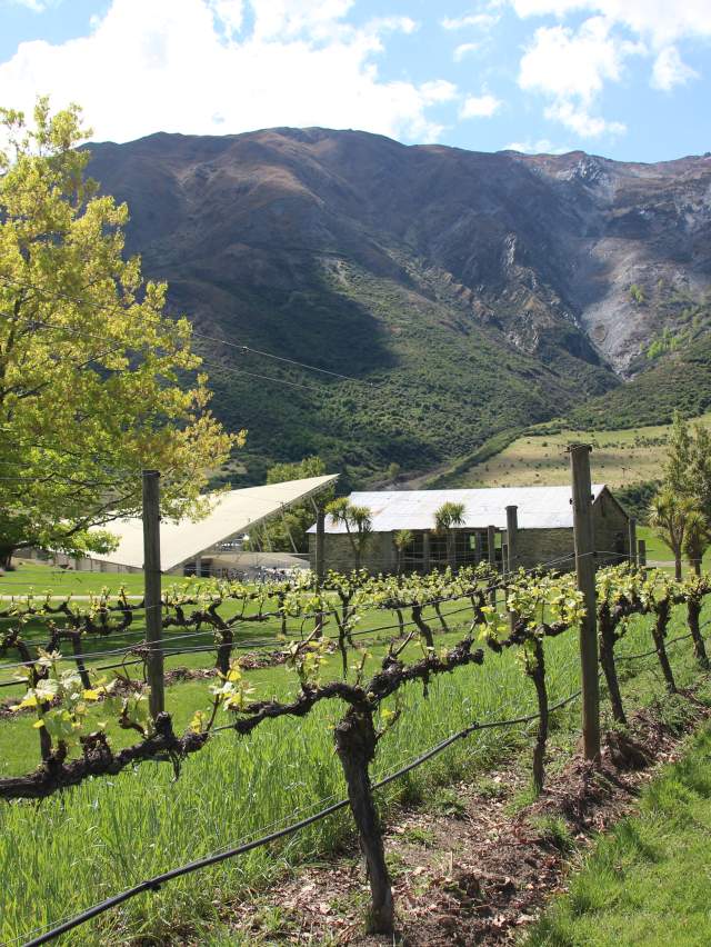 Grape vines at Peregrine Wines, Central Otago
