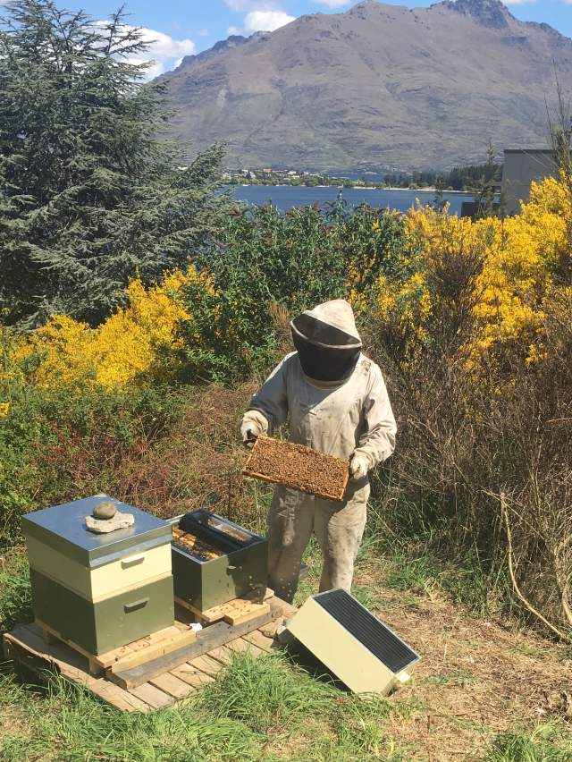 The Rees Queenstown beehives