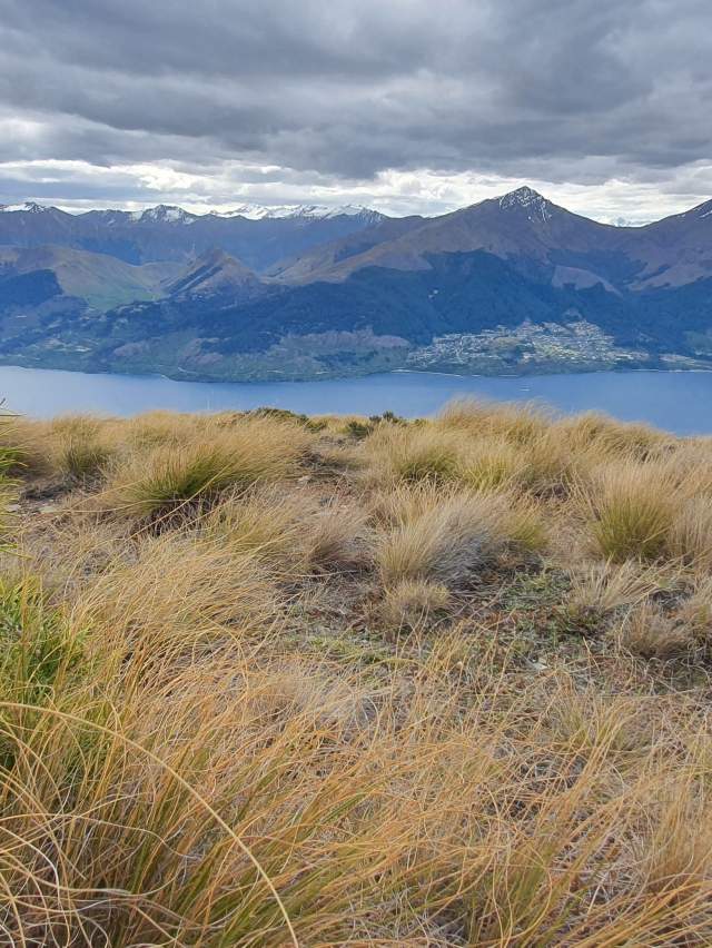 Whakatipu Wilding Control Group