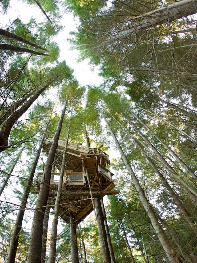 Ziptrek Ecotours Triangle Tree Fisheye