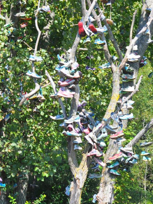 Lavern Gibson Shoe Tree