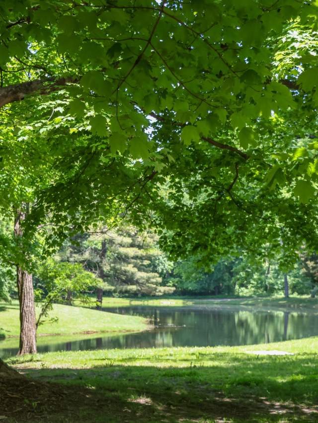 Prairie Creek Park lake and trees