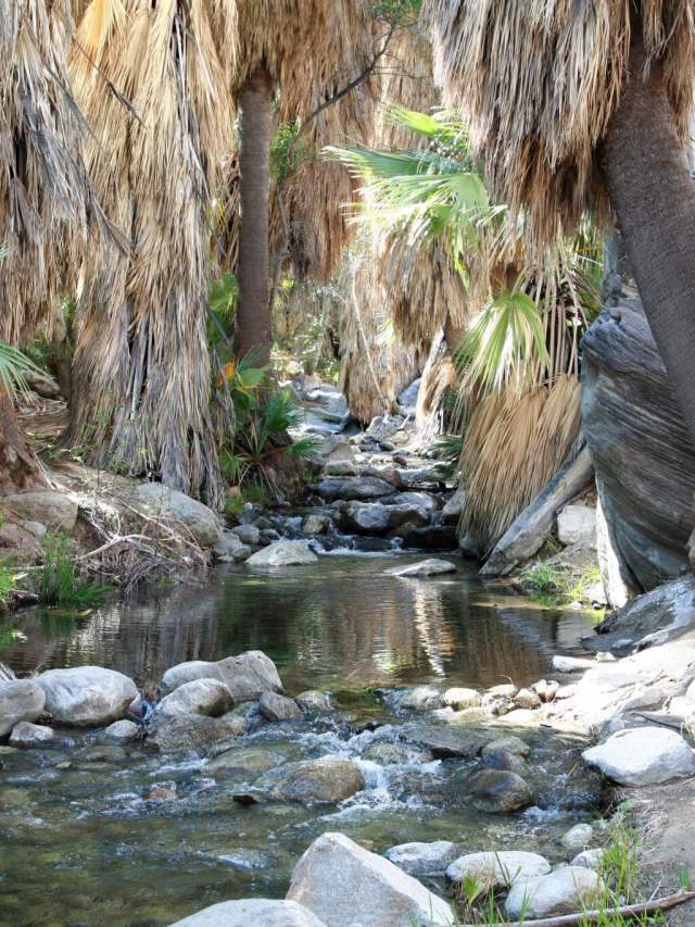 Indian Canyons Andreas Canyon