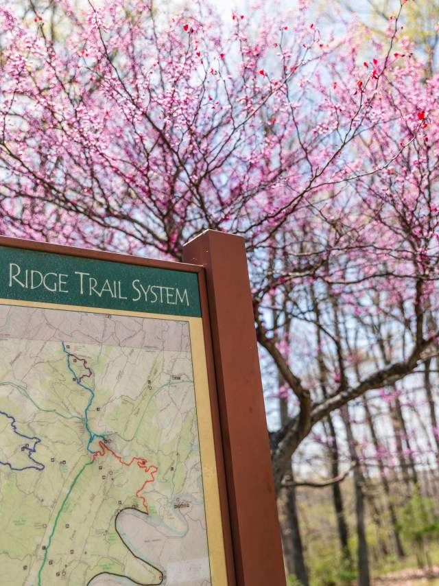 Green Ridge State Forest Trail Map - SPring Blossoms - Little Orleans MD